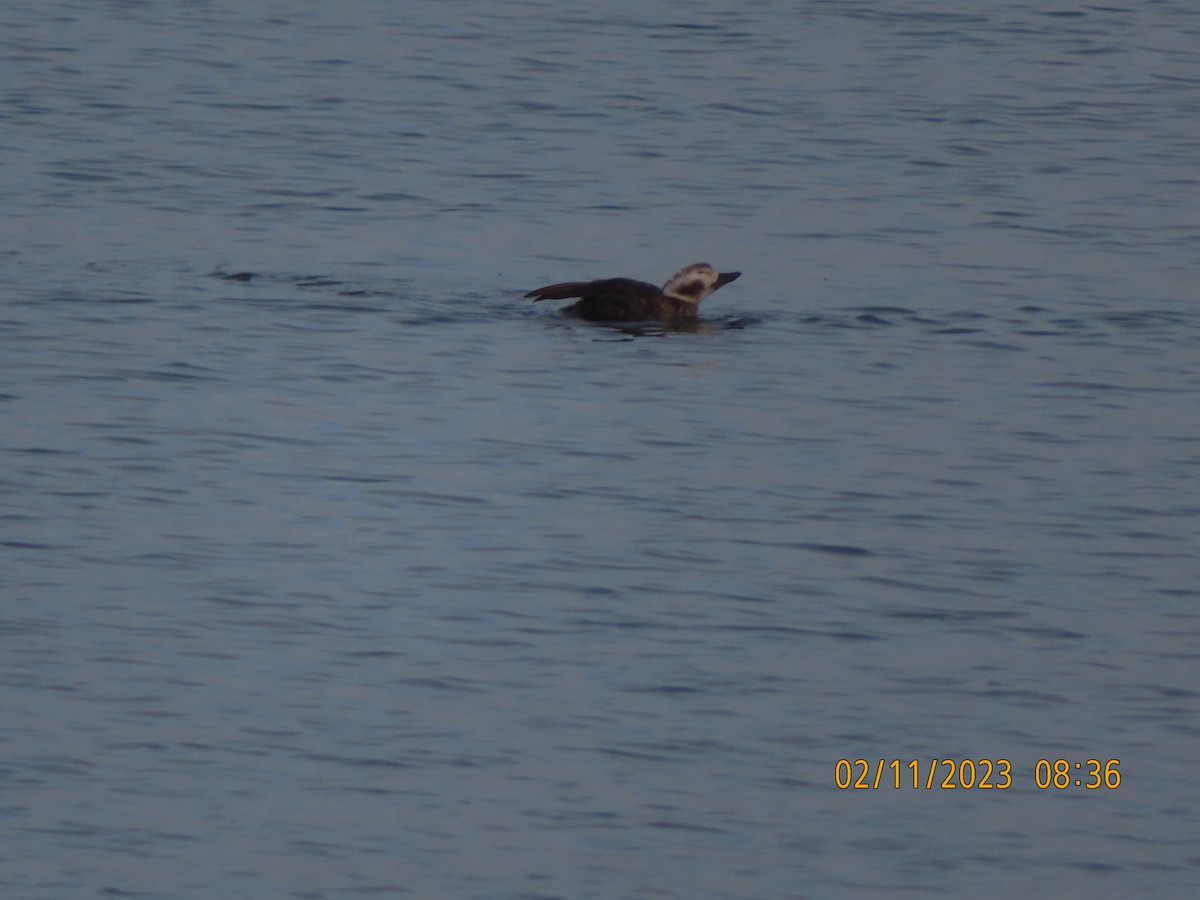Long-tailed Duck - ML533889361