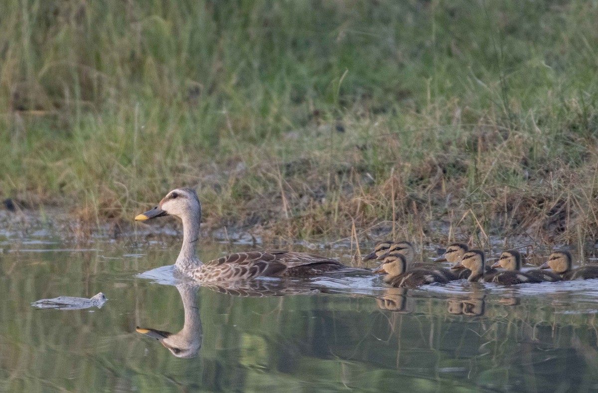 Indian Spot-billed Duck - ML533891211