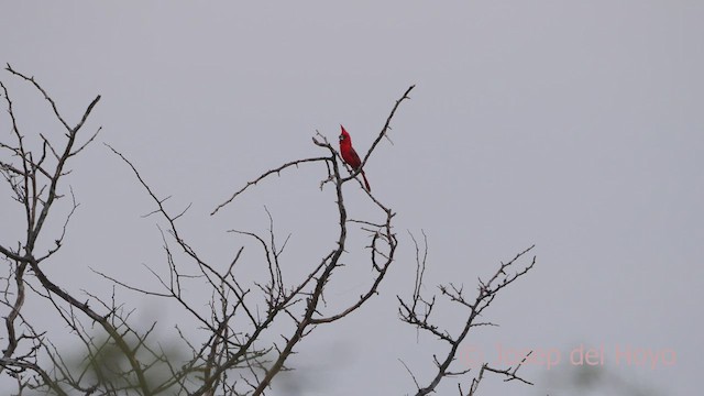 Vermilion Cardinal - ML533891561