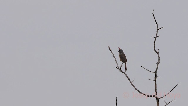 Cardinal vermillon - ML533892781