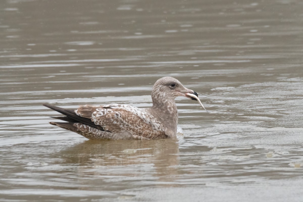 Goéland argenté - ML533893811