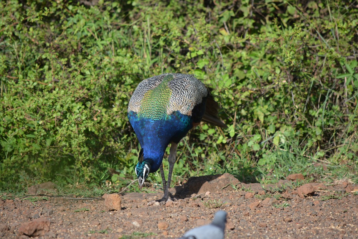 Indian Peafowl - ML533893851