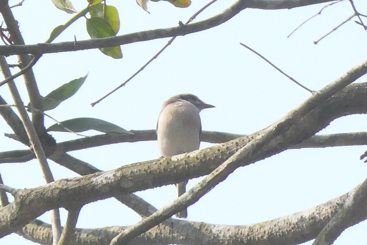 Common Woodshrike - ML533894061