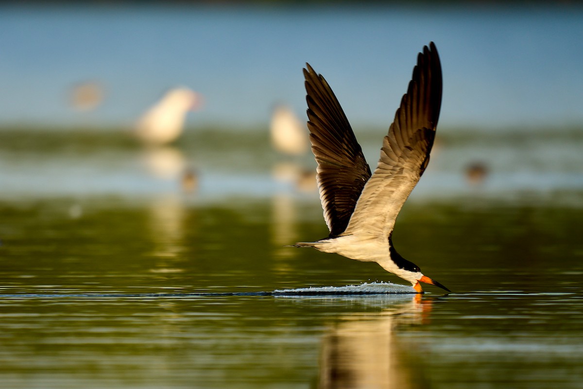 Black Skimmer - Brennan Moore