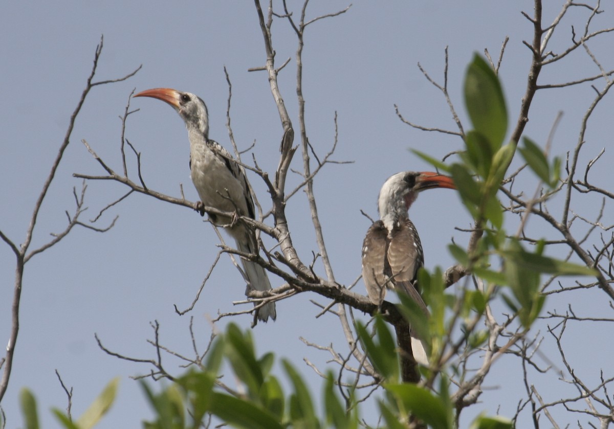 Western Red-billed Hornbill - ML533894771