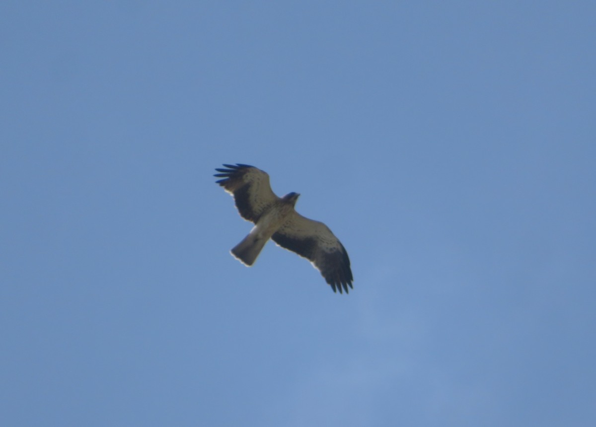 Booted Eagle - ML533895351