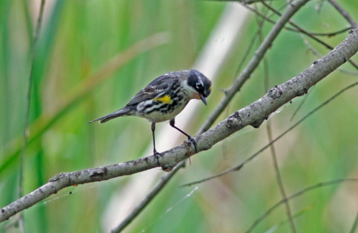 Yellow-rumped Warbler (Myrtle x Audubon's) - ML53389771