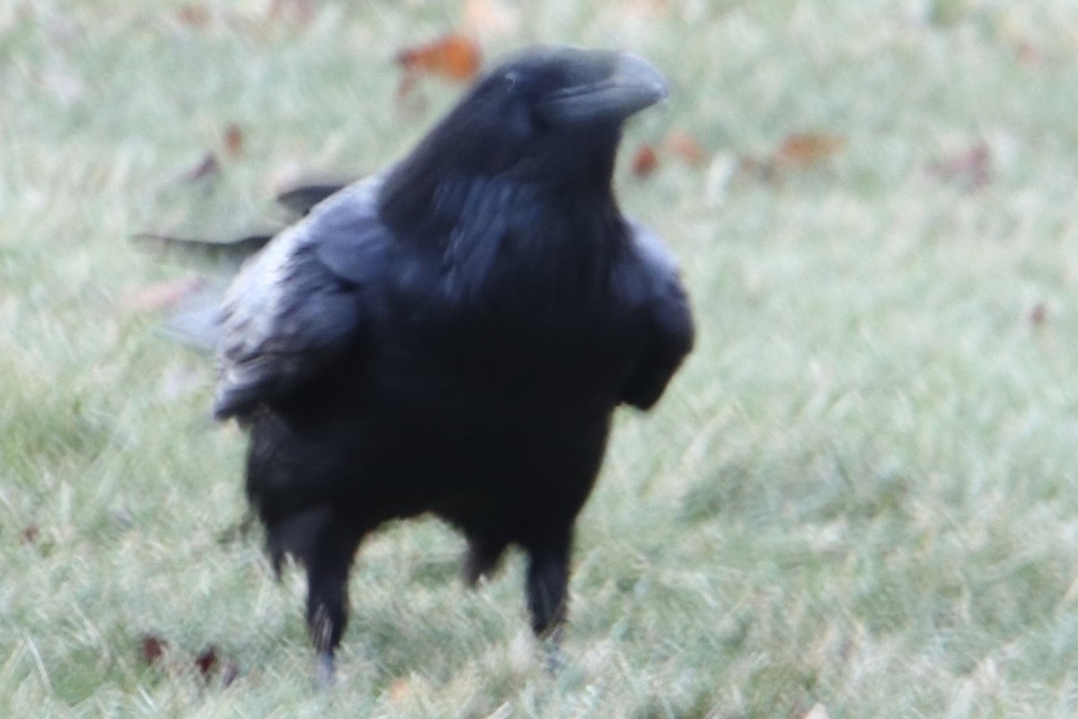 Common Raven - ML533897761