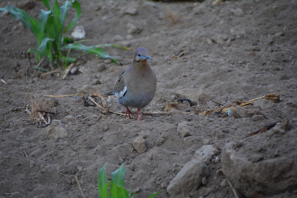 White-winged Dove - ML53389791