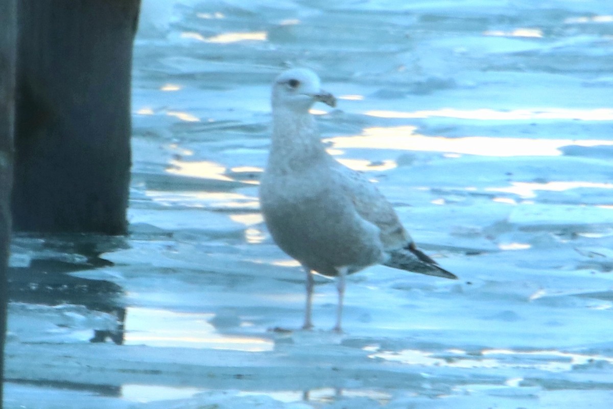 Herring Gull (American) - ML533897951