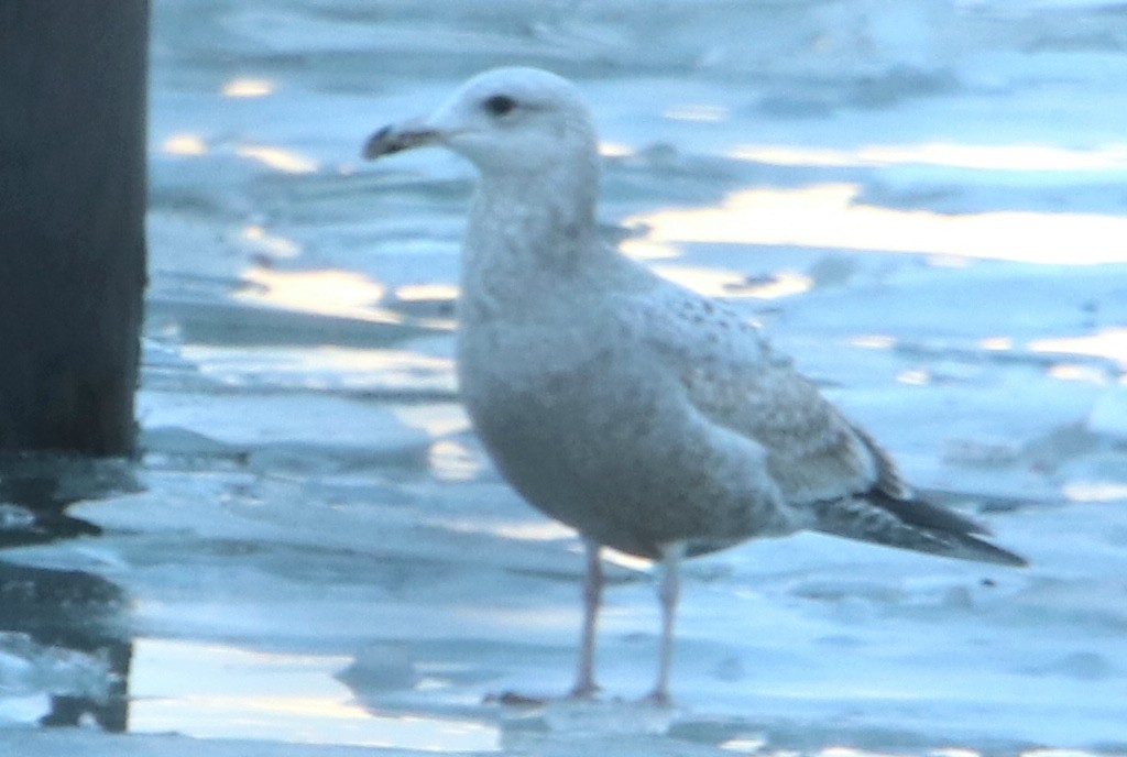 Herring Gull (American) - ML533898001