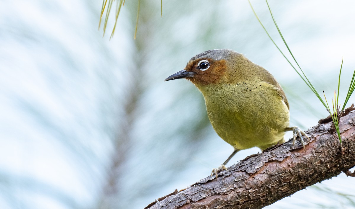 Chestnut-faced Babbler - Forest Botial-Jarvis