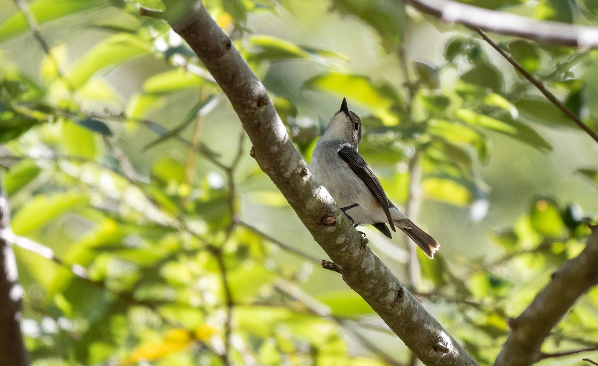 Little Pied Flycatcher - Forest Botial-Jarvis