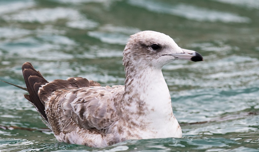 Gaviota de Delaware - ML533898911