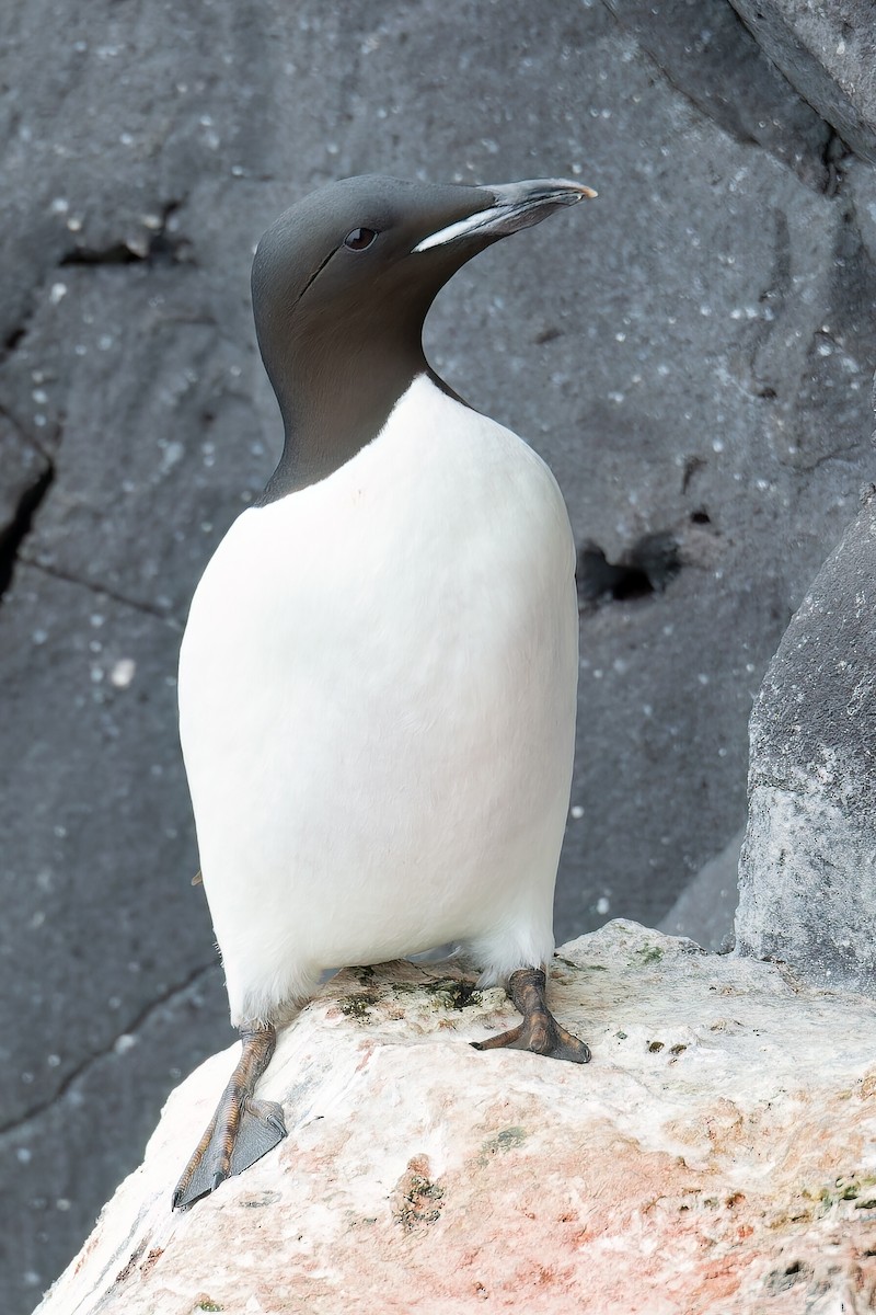 Thick-billed Murre - Graeme Risdon