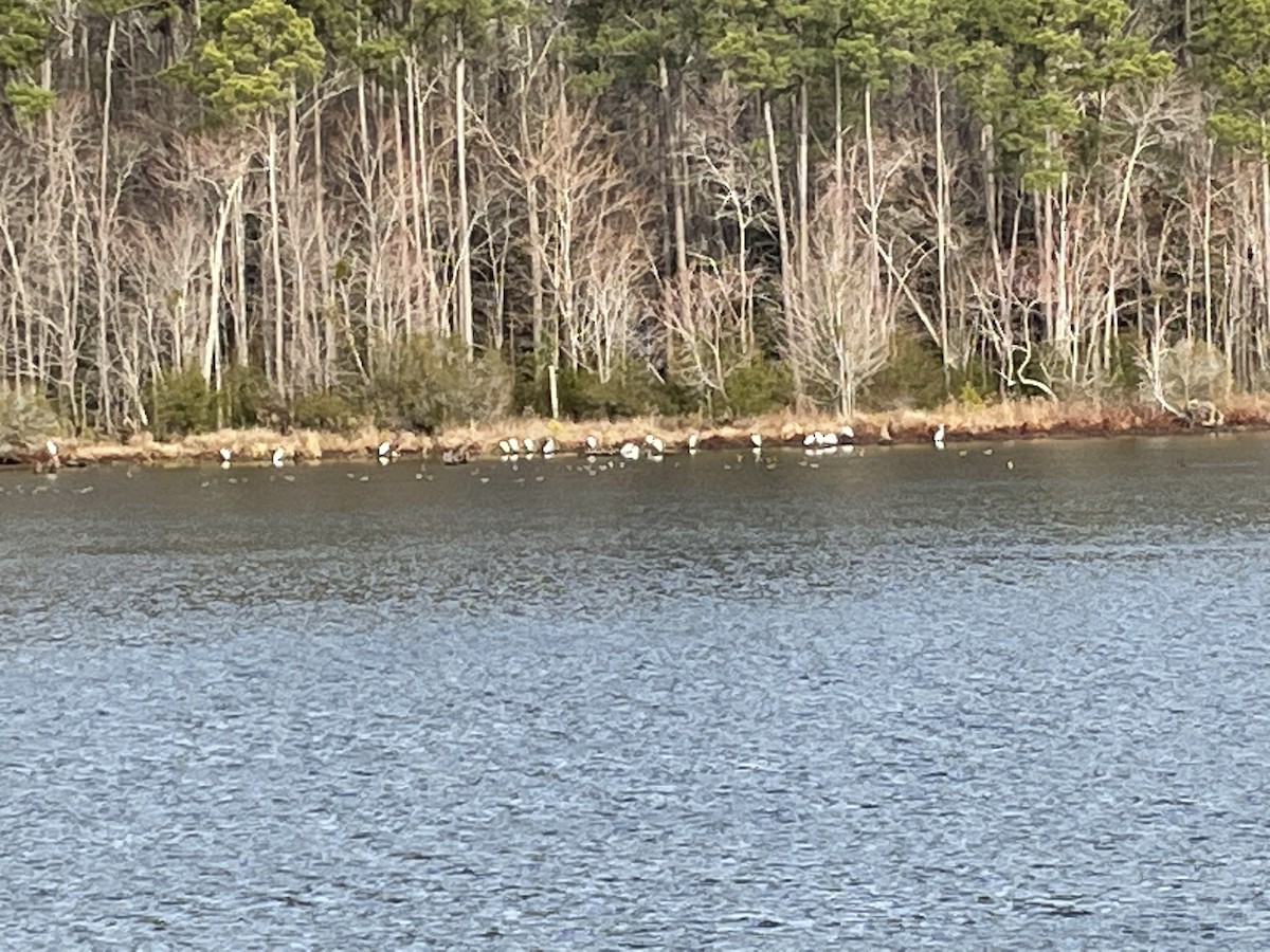Great Egret - ML533901611