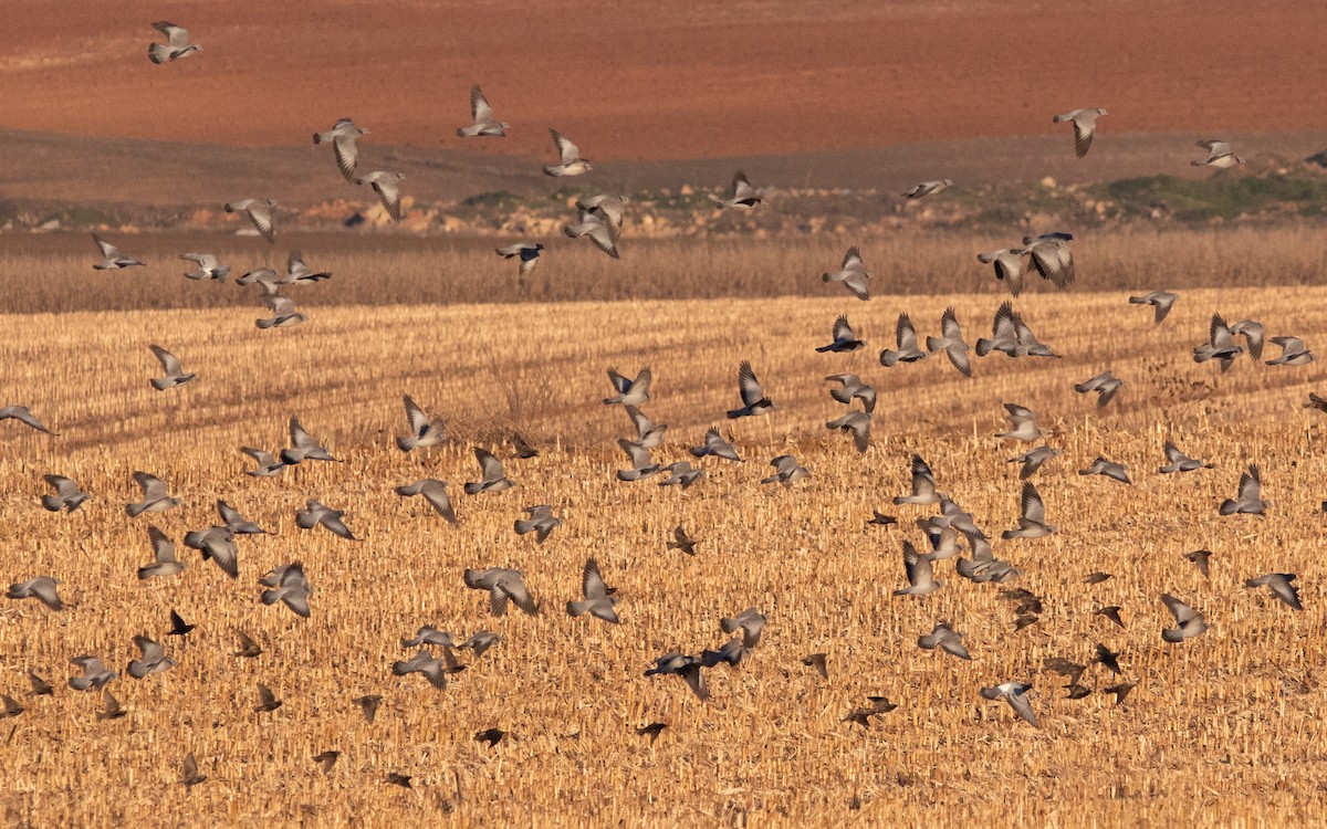 Pigeon colombin - ML533901681