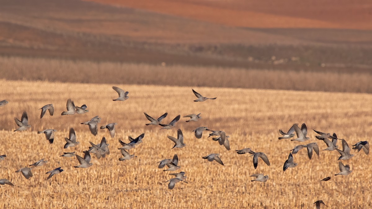 Stock Dove - Miguel Rodríguez Esteban