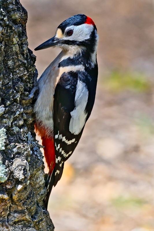 Great Spotted Woodpecker - ML53390401