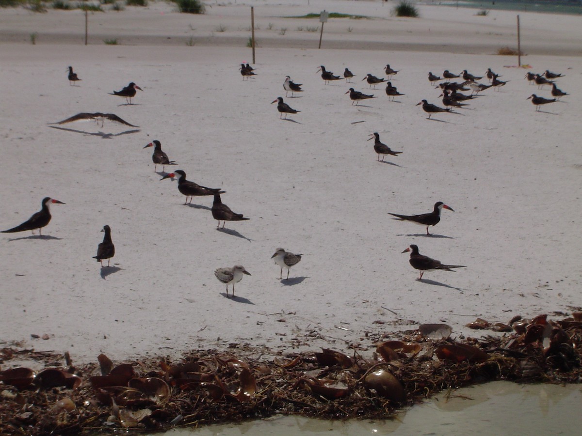 Black Skimmer - ML533904061