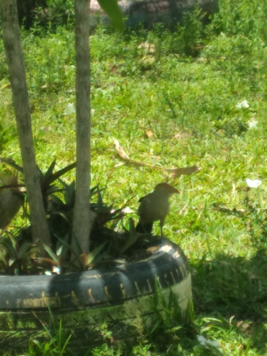 Guira Cuckoo - ML533907271