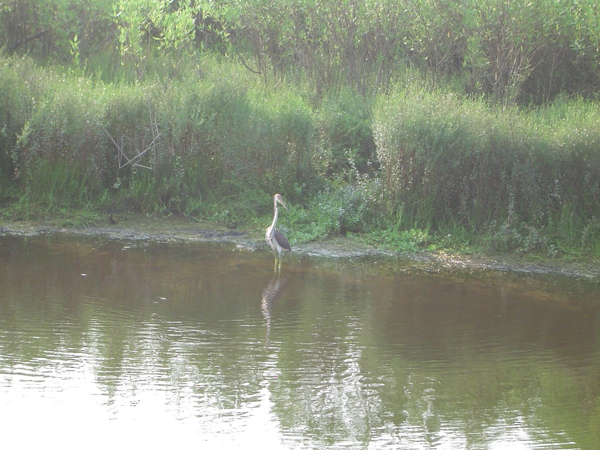 Tricolored Heron - ML533908541