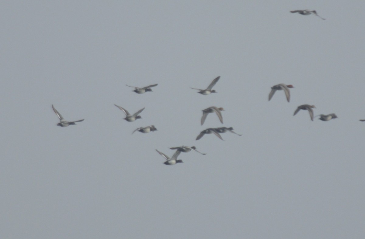 Lesser Scaup - ML533909111