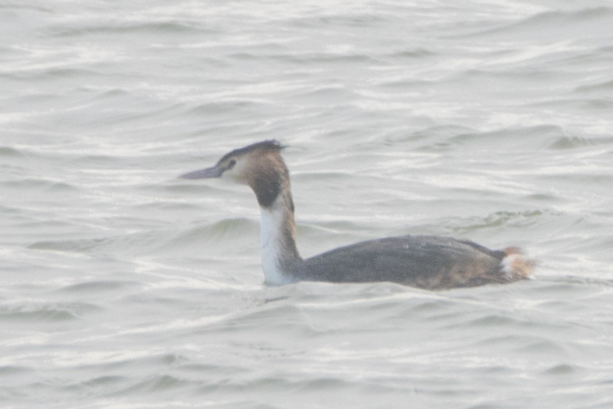 Great Crested Grebe - ML533910171