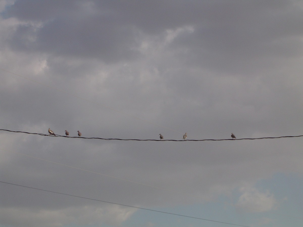 Zenaida Aliblanca - ML533910611