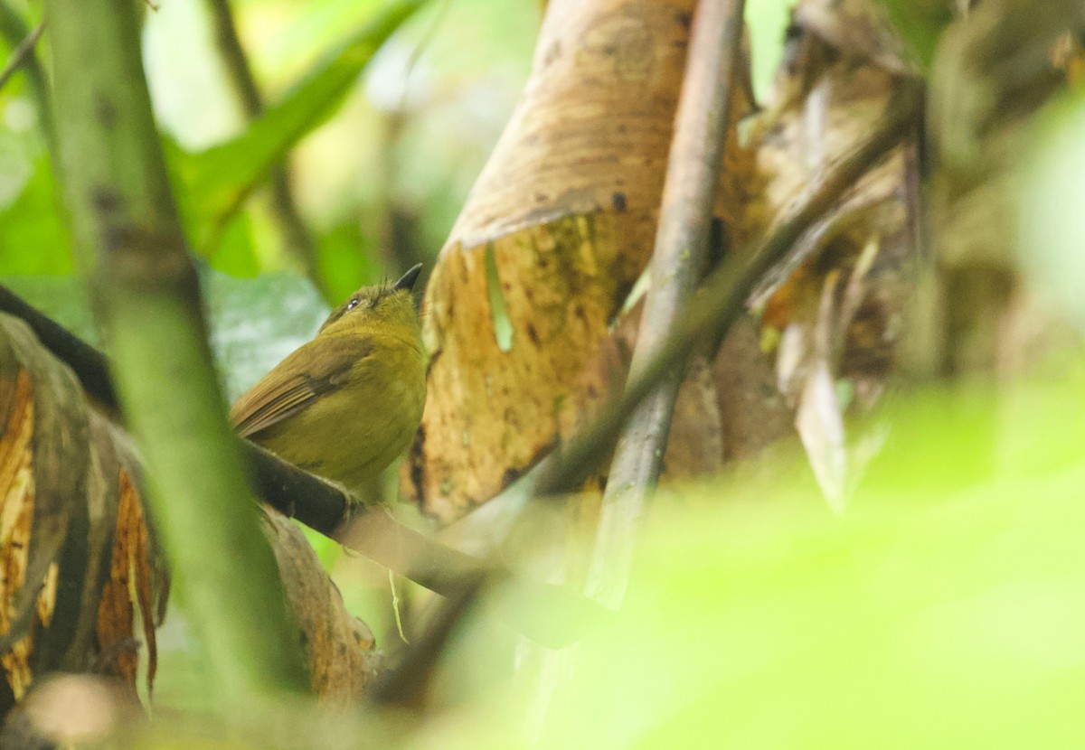 Bronze-olive Pygmy-Tyrant (annectens/berlepschi) - ML533910701