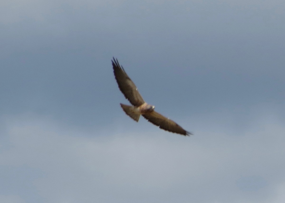 Swainson's Hawk - ML53391081