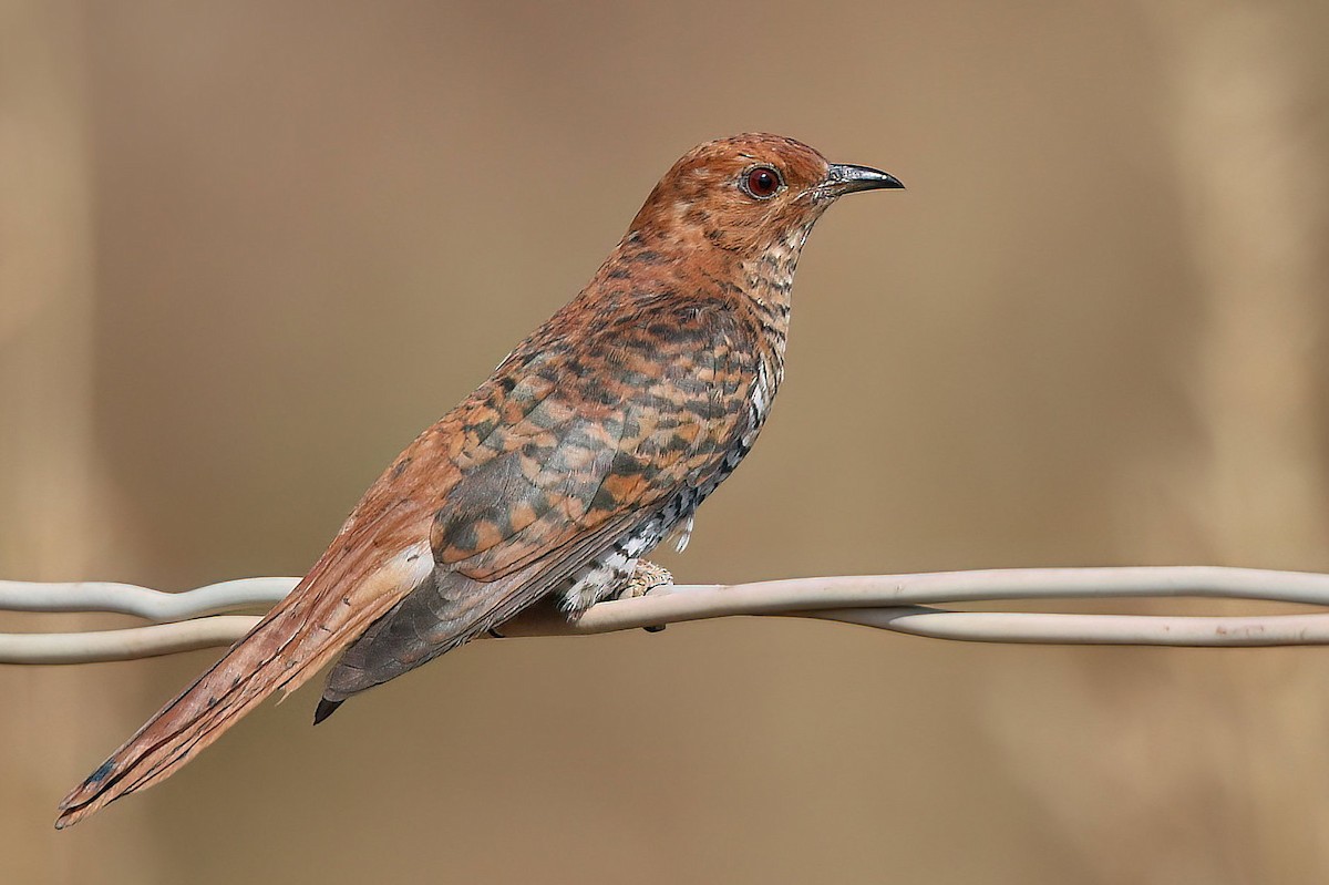 Gray-bellied Cuckoo - ML533911001