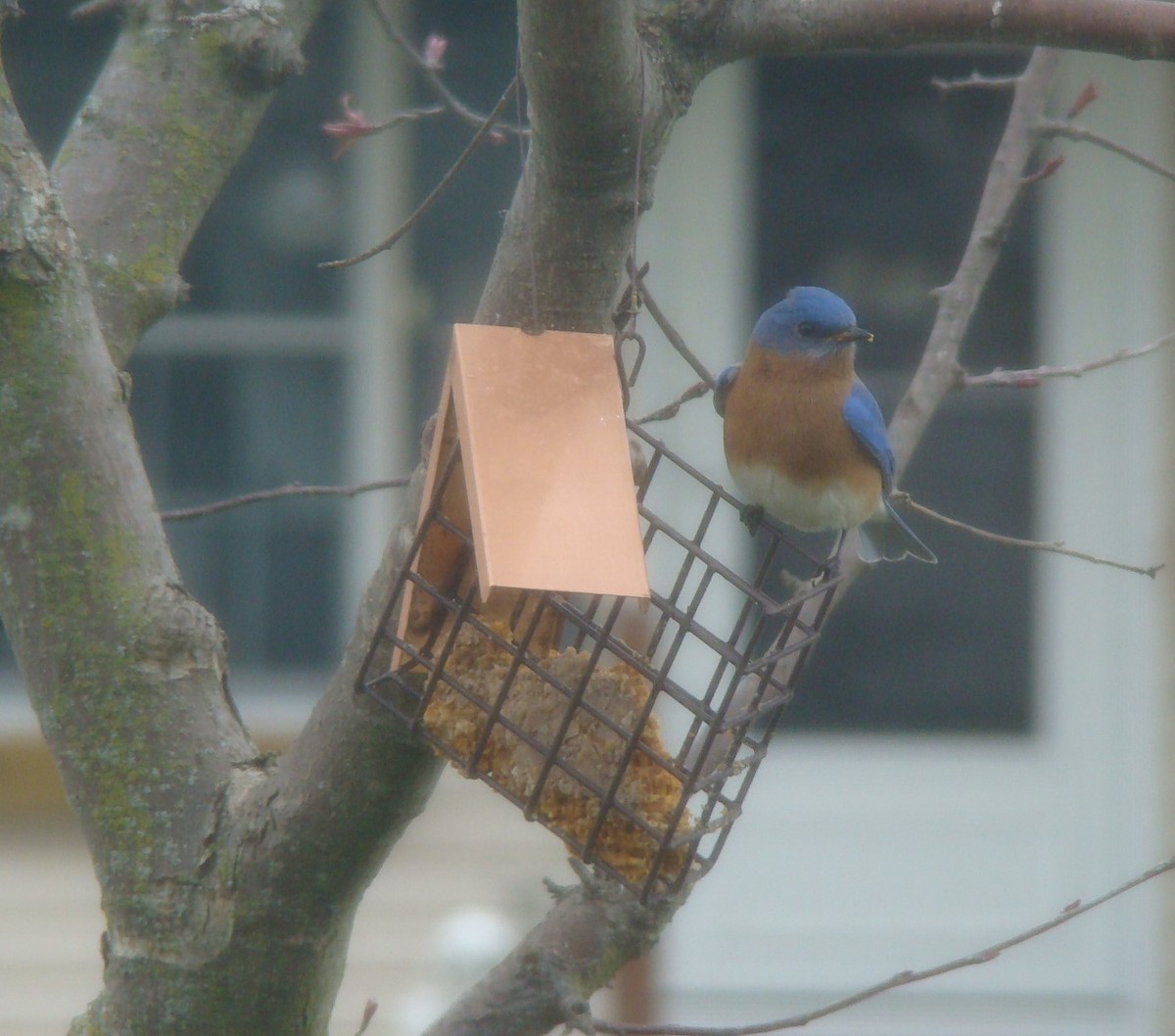 Eastern Bluebird - ML533911281