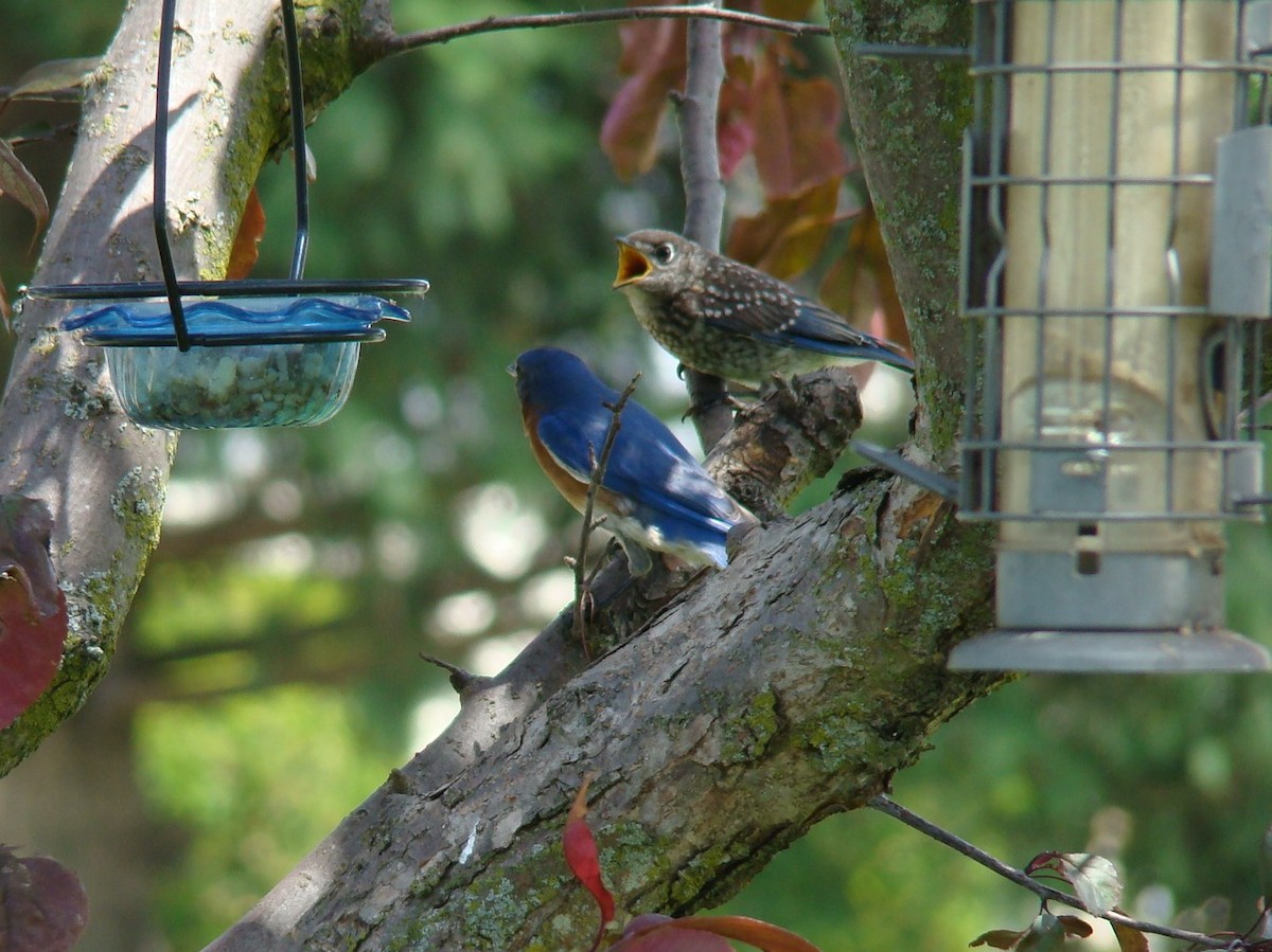 Eastern Bluebird - ML533912121