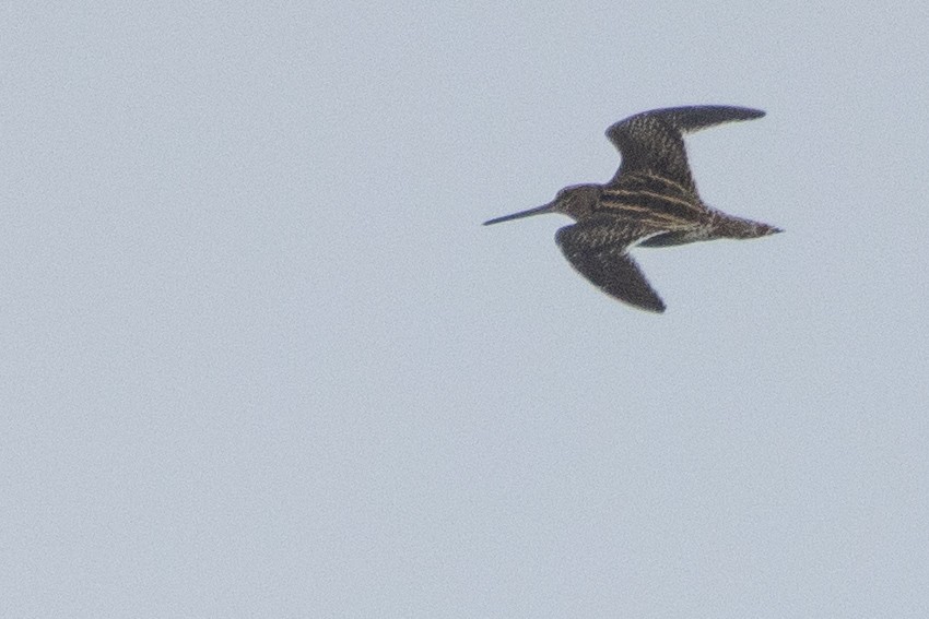 Common Snipe - Jeff Hullstrung