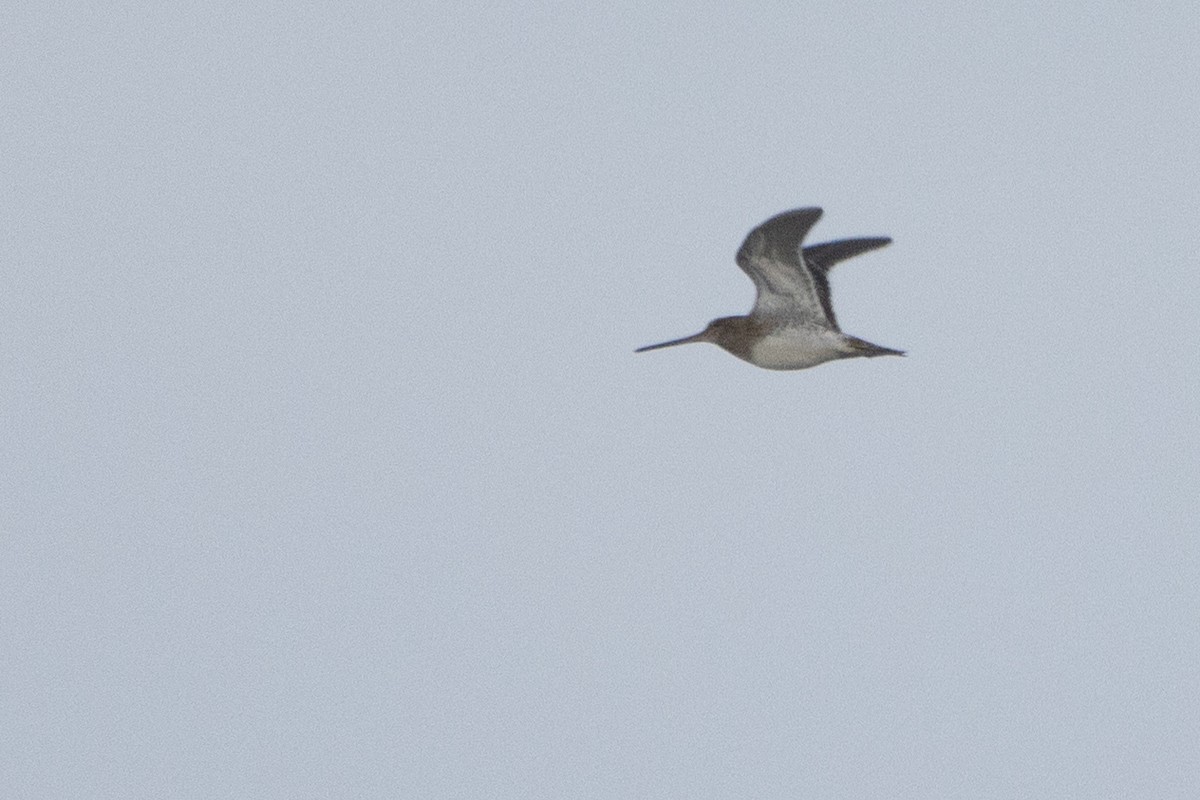 Common Snipe - Jeff Hullstrung