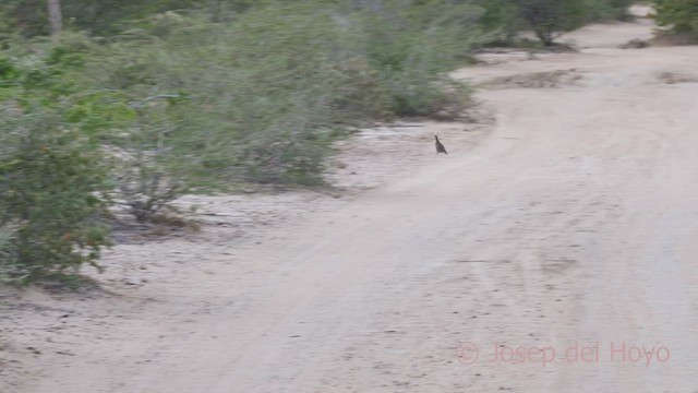 Crested Bobwhite (Crested) - ML533913571