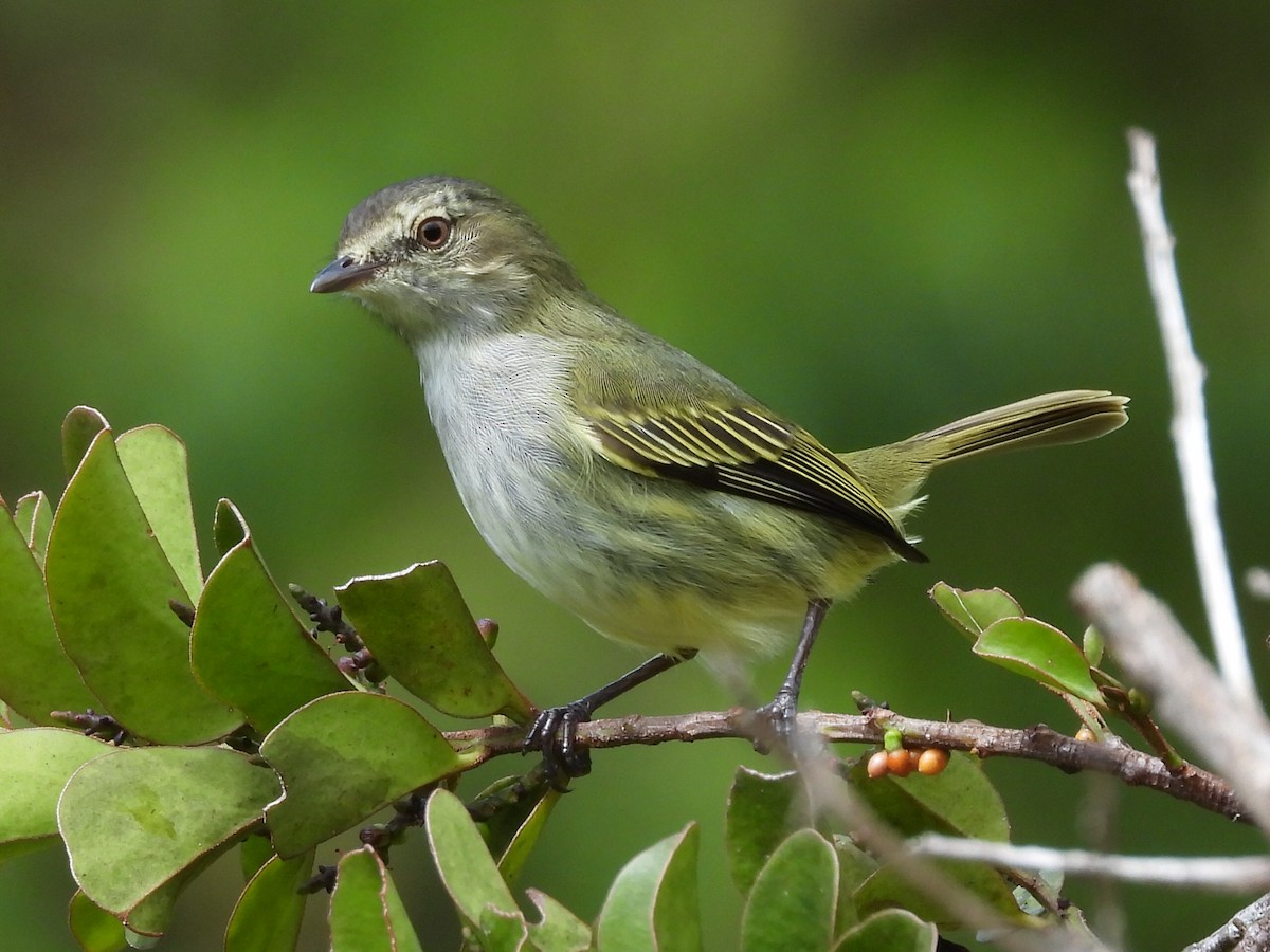 Mistletoe Tyrannulet - Jose Bolaños