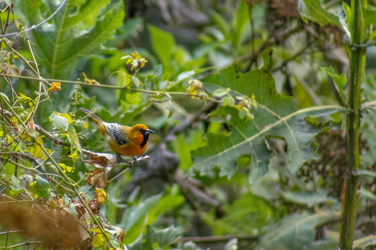 Streak-backed Oriole - Efrain Octavio Aguilar Pérez