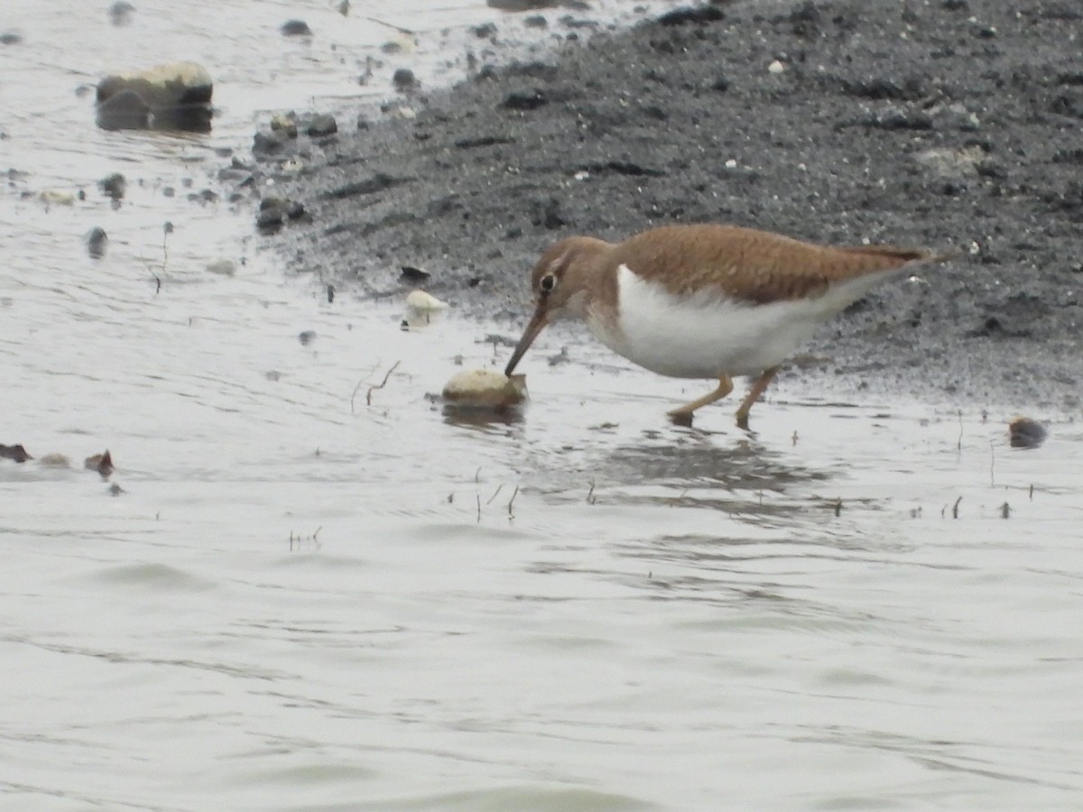 Common Sandpiper - ML533915141