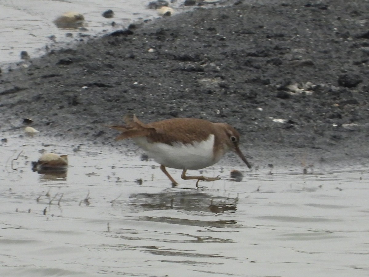 Common Sandpiper - ML533915151