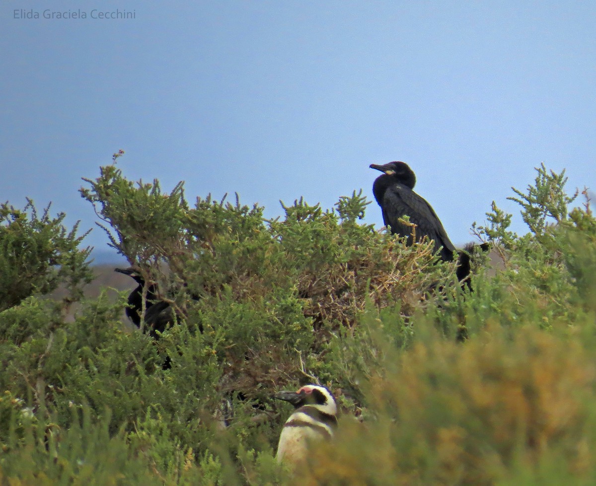 Neotropic Cormorant - ML53391531