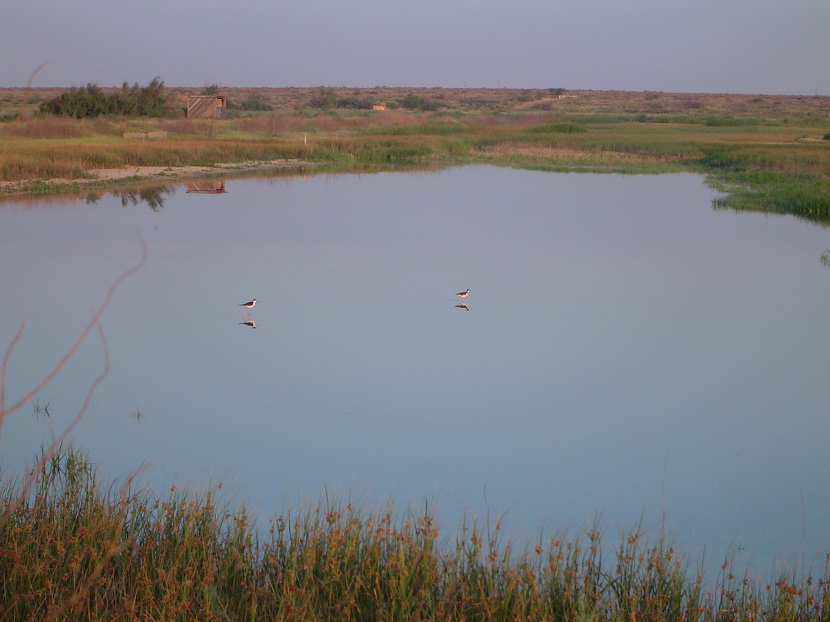 Black-necked Stilt - ML533915371