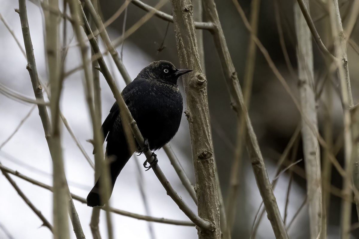 Rusty Blackbird - ML533915401