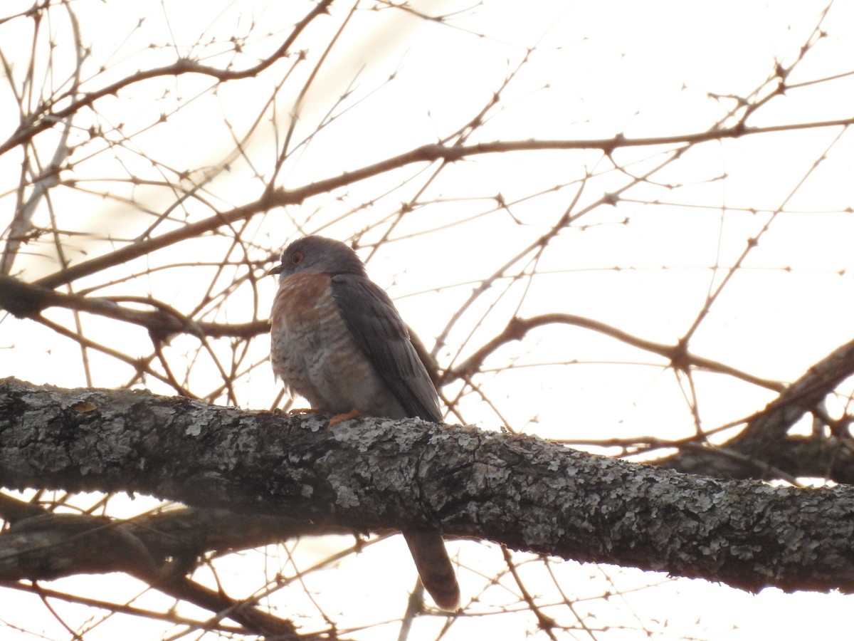 Common Hawk-Cuckoo - ML533915781