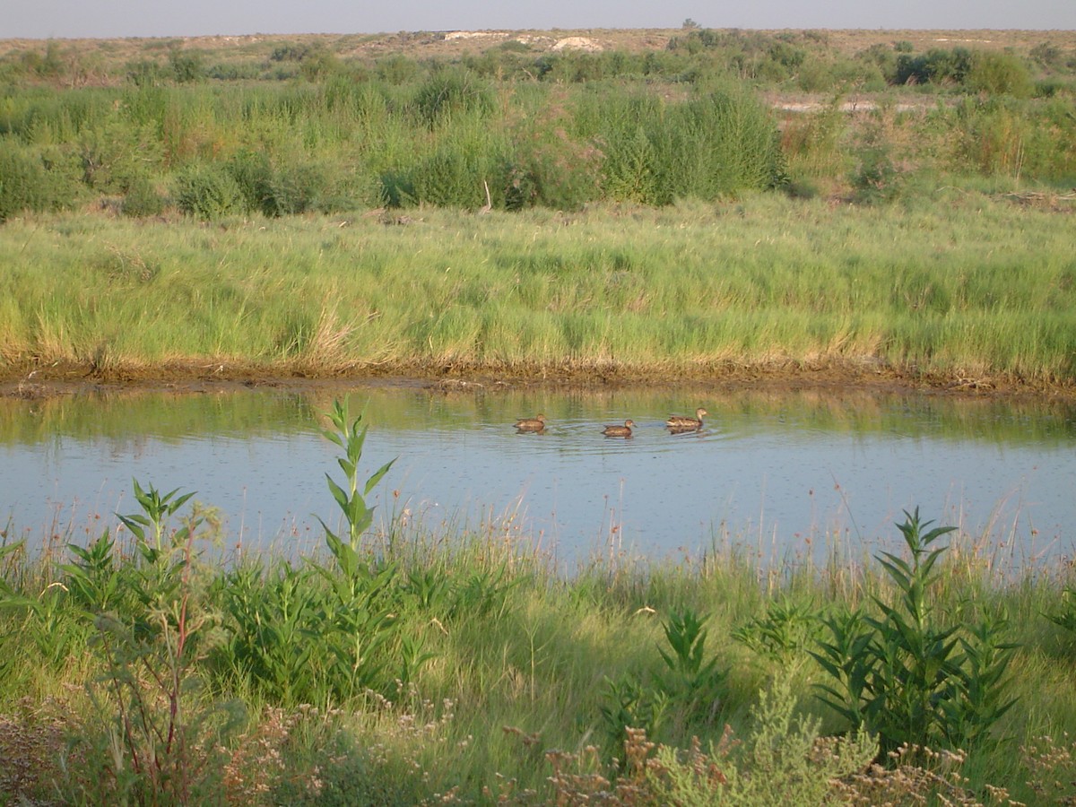 Крижень звичайний - ML533915831