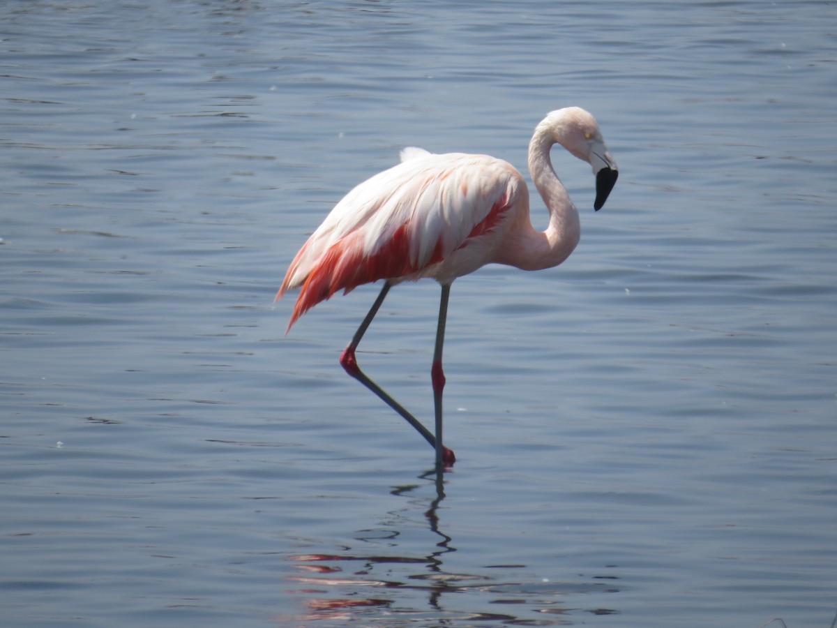 Chilean Flamingo - Elena Jackson