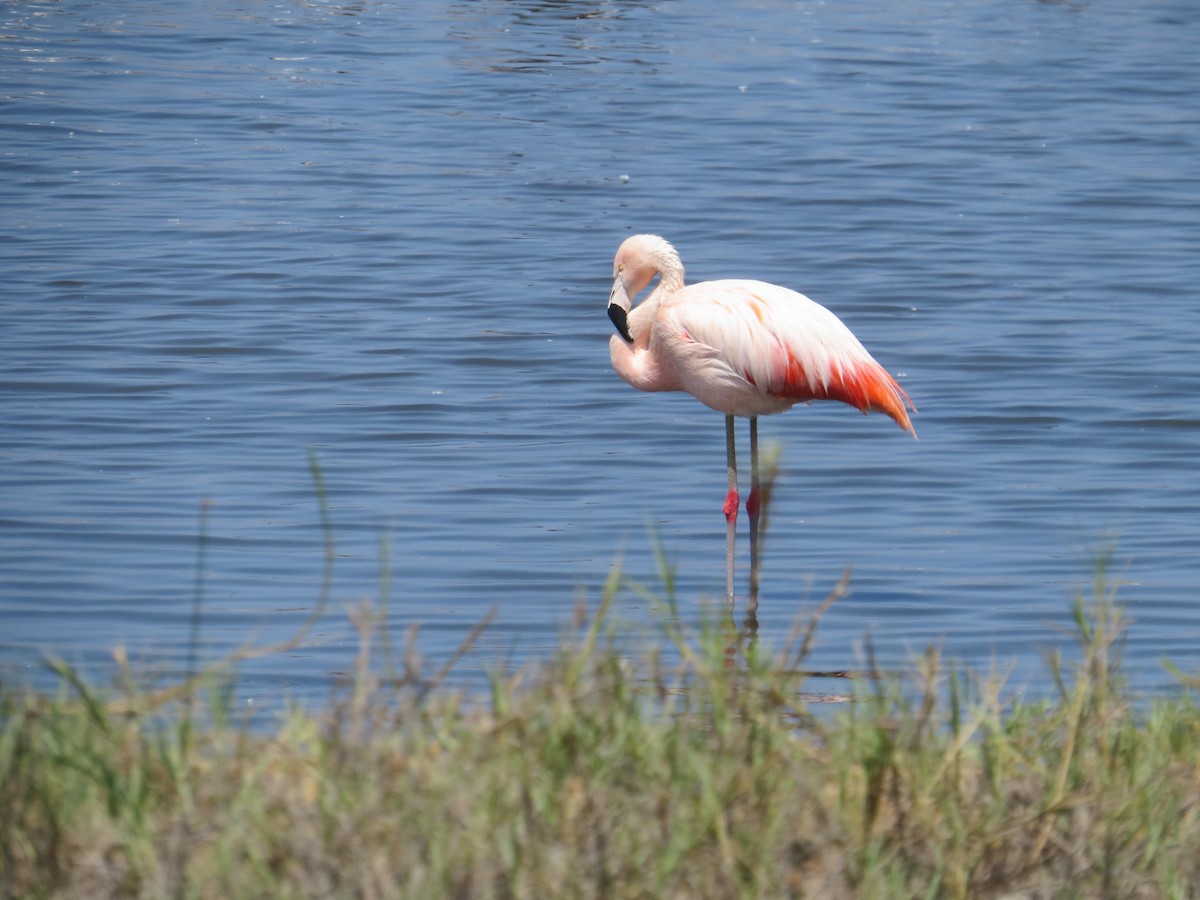 Flamant du Chili - ML533915911