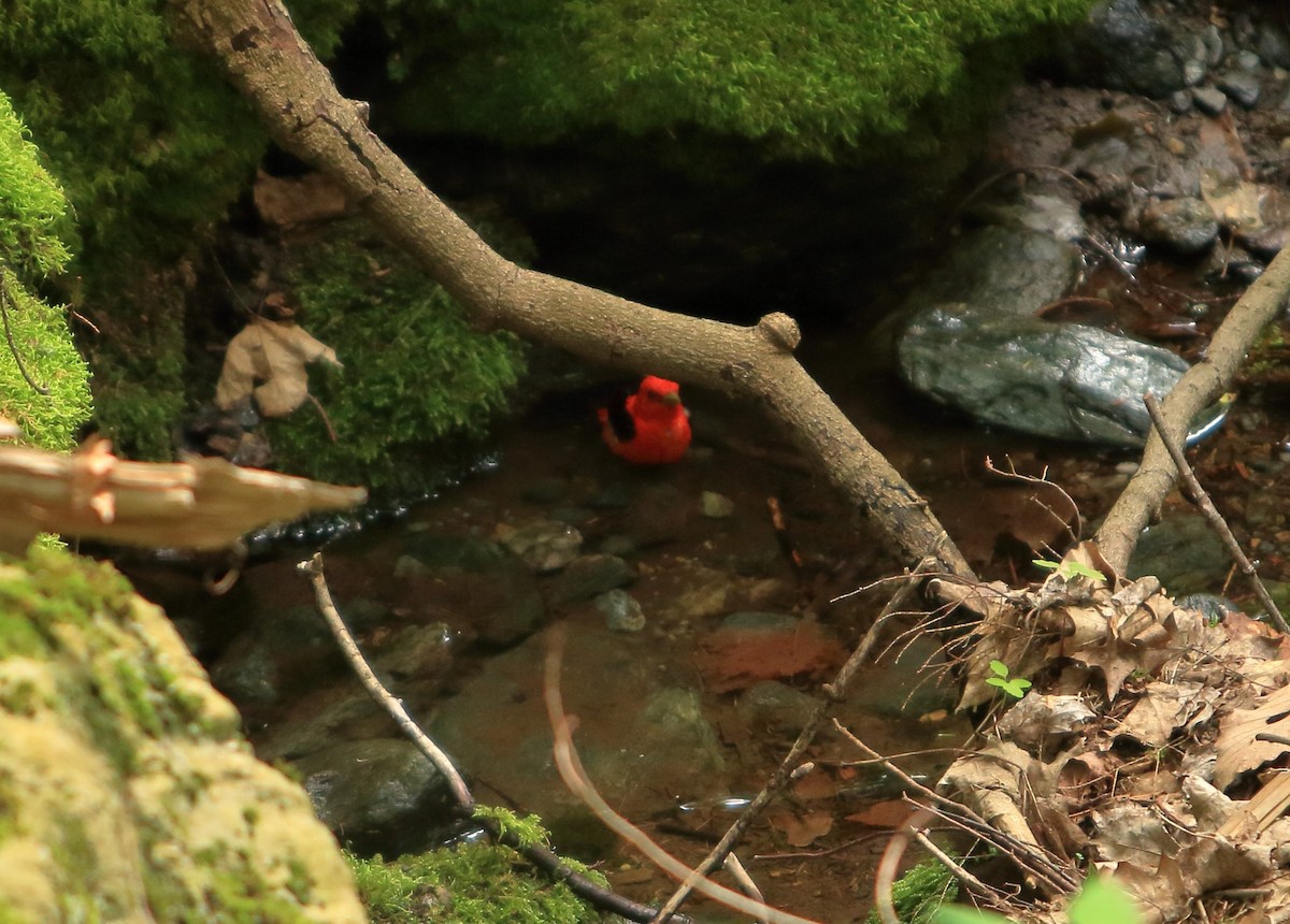 Scarlet Tanager - ML533916281