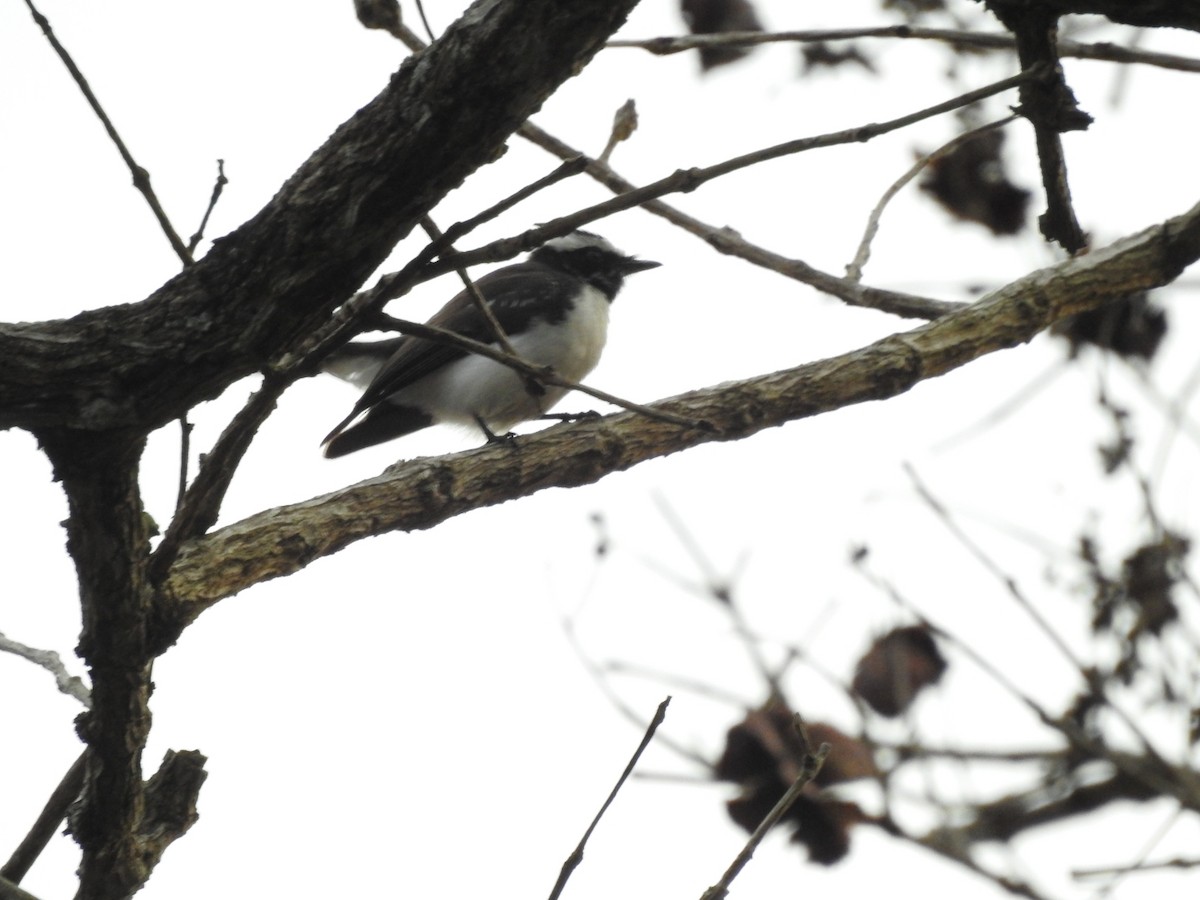 White-browed Fantail - ML533916461